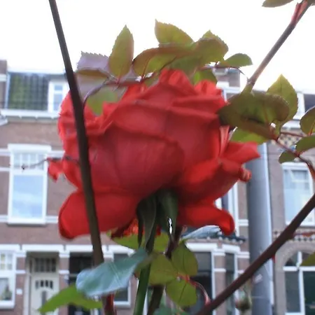 Lägenhet Arnhem Studios